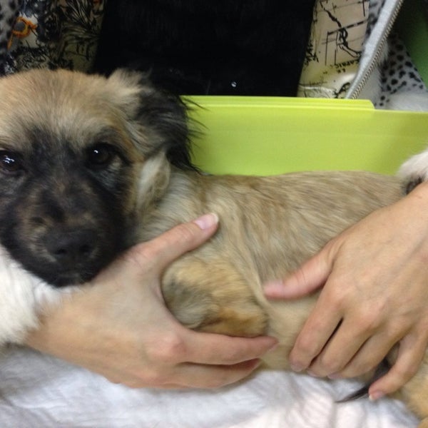 ветклиника идеал мытищи