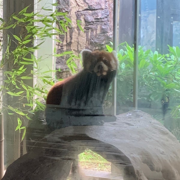 ズーラシア レッサーパンダ Zoo Exhibit In 横浜市 ズーラシア レッサーパンダ Zoo Exhibit In 横浜市