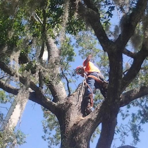Pensacola Tree Service, Inc Business Service in Pensacola