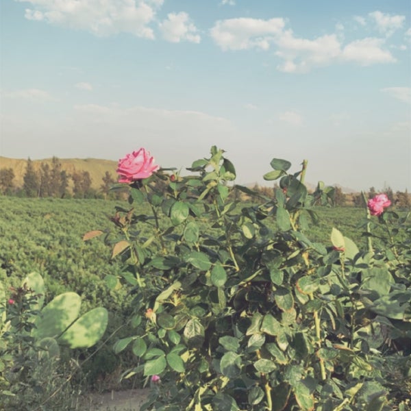 photos at مزرعة الورد الطائفي abha عسير