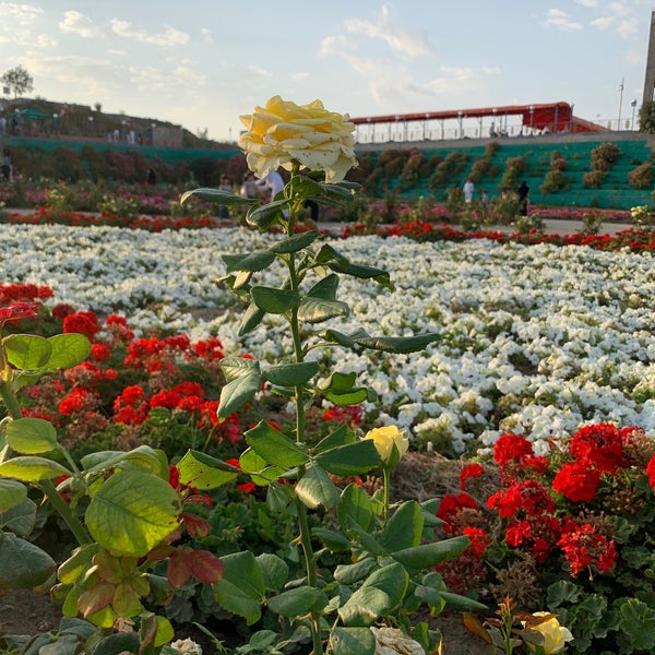 photos at مزرعة الورد الطائفي abha عسير