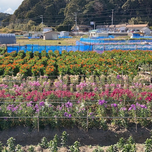 Foto Di 白間津花畑 南房総市 千葉県