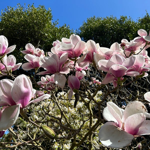 Das Foto wurde bei San Francisco Botanical Garden von Stephen J. am 3/15/2023 aufgenommen