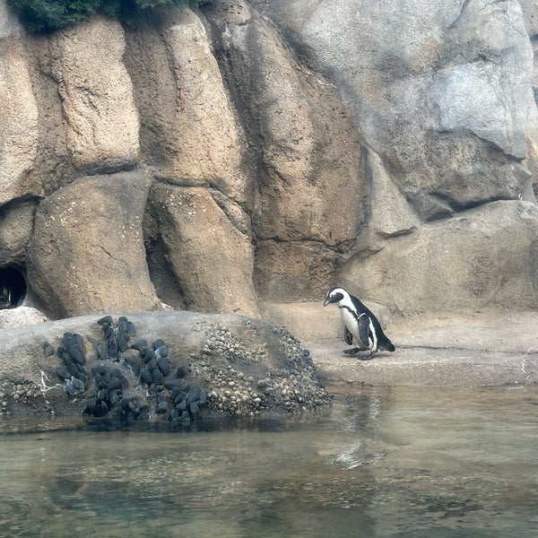 Foto tomada en Lincoln Park Zoo  por Shane B. el 4/12/2024