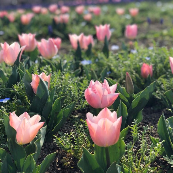 Photos At 馬見丘陵公園 花見茶屋