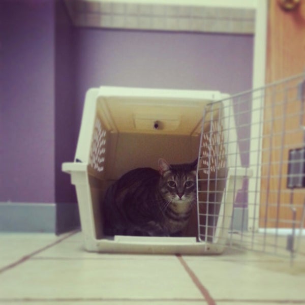 cat hospital sellwood