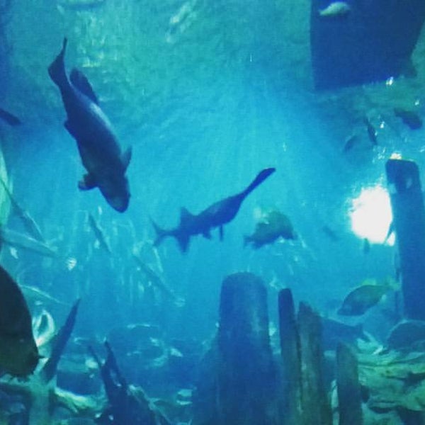 Photos at Aquarium Plaza Downtown Chattanooga Chattanooga, TN