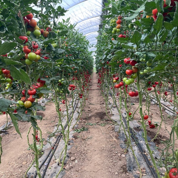 Huckepack Erlebnisernten - Bauernhof in Hüttendorf