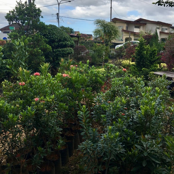 Js Nursery Sdn Bhd Kuching Sarawak