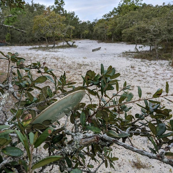 Kure Beach Disc Golf Course 3 tips