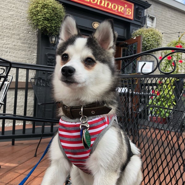 The place is pet friendly!! Our dog @WinterPomsky on IG loves it! The Wagyu Bacon & Cheese burger is really good!!! The Carlsberg beer is hard to get almost everywhere but they have it!