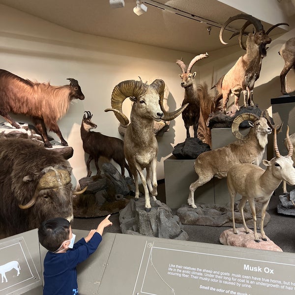 รูปภาพถ่ายที่ Las Vegas Natural History Museum โดย Jackson L. เมื่อ 3/22/2022