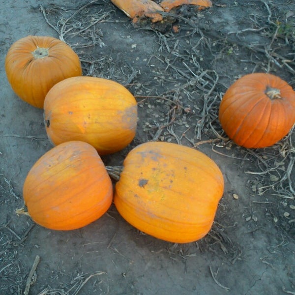10/10/2013にJulie L.がCurtis Orchard &amp; Pumpkin Patchで撮った写真