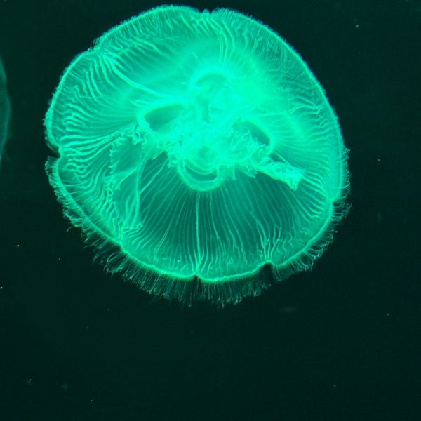 Das Foto wurde bei Georgia Aquarium von Majid —. am 3/3/2024 aufgenommen