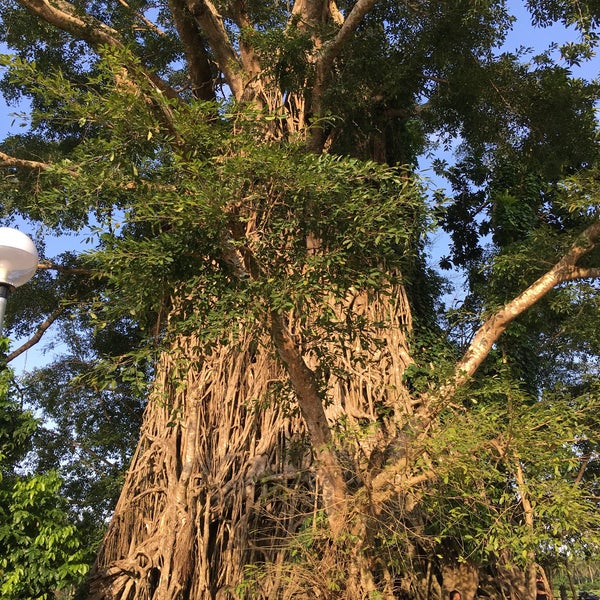 Photo taken at Biggest Balete Tree in Asia by Lei C. on 4/17/2016