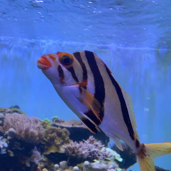 Das Foto wurde bei Waikiki Aquarium von Amin am 4/9/2022 aufgenommen