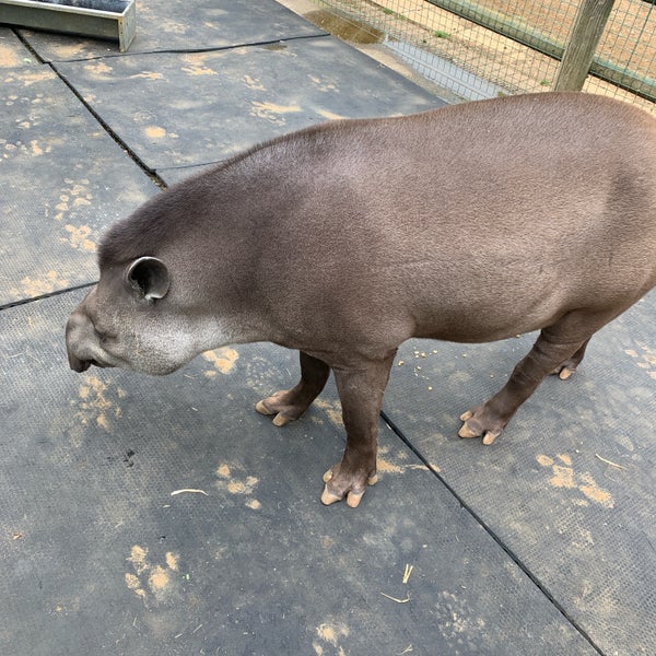 Foto scattata a Hertfordshire Zoo da Robert il 5/5/2019