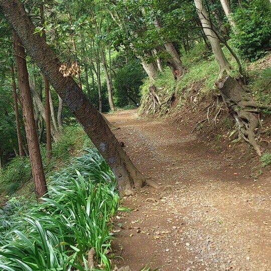 Fotos En 飯山白山森林公園 厚木 0 Tips