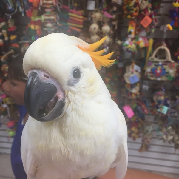 Photos at Omar's Exotic Birds Pet Store