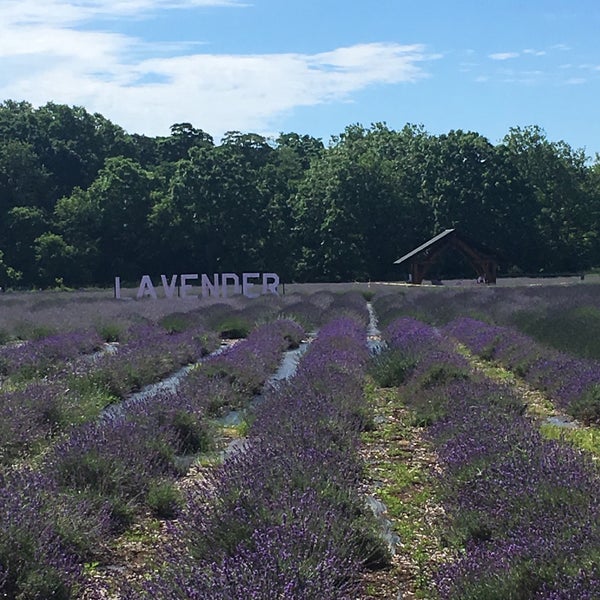 Foto diambil di Lavender By the Bay - New York&#39;s Premier Lavender Farm oleh Peter F. pada 7/2/2019