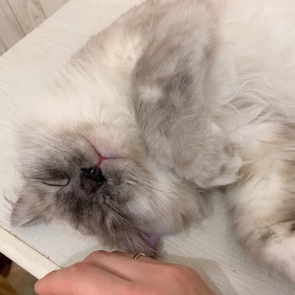 Photos At 譲渡型猫カフェ にゃんくる 蒲田店 蒲田 東京 東京都 Photos At 譲渡型猫カフェ にゃんくる 蒲田店 蒲田 東京 東京都