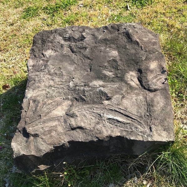 Photos At 化石のある和泉砂岩 和歌山市 和歌山県