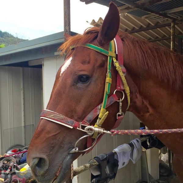 Photos At 秦野国際乗馬クラブ Stables In 秦野市