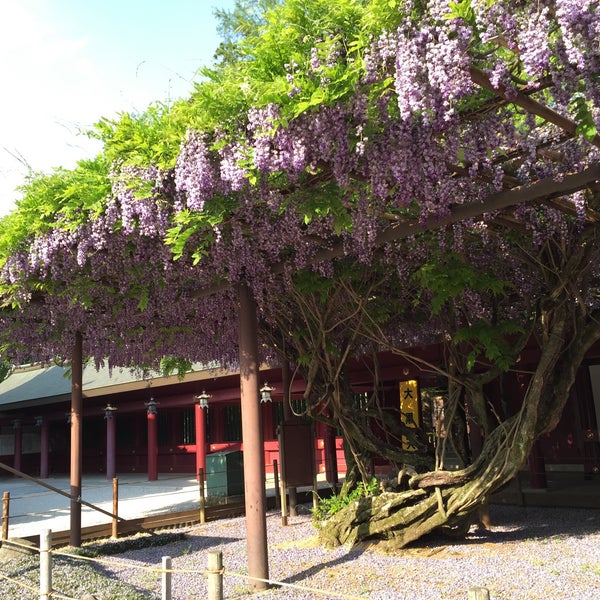 Photos At 笠間稲荷神社 八重の藤 36 Visitors Photos At 笠間稲荷神社 八重の藤 36 Visitors