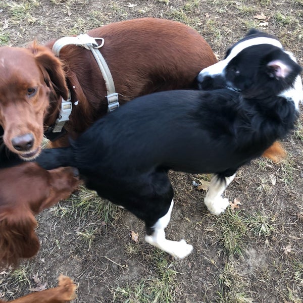 Dog Park at Godown Park 10 tips