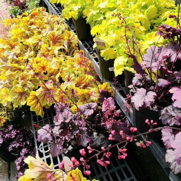 Oakland Nursery Dublin, OH