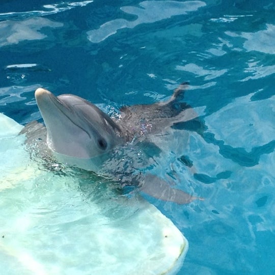 Снимок сделан в Winter&#39;s Dolphin Tale Adventure пользователем Elana J. 10/7/2012