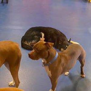 Foto tirada no(a) Urban Pooch Canine Life Center por user481211 u. em 11/2/2020