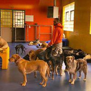 Photo prise au Urban Pooch Canine Life Center par user481211 u. le11/2/2020