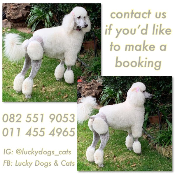 Lucky Dogs And Cats Pet Service in Bedfordview