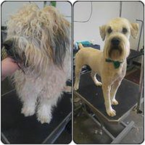 Foto tirada no(a) Dunk&#39;n Dogs Dogwash and Professional Grooming por user481249 u. em 11/3/2020