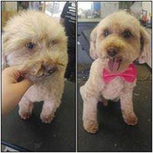 Photo taken at Dunk&#39;n Dogs Dogwash and Professional Grooming by user481249 u. on 11/3/2020