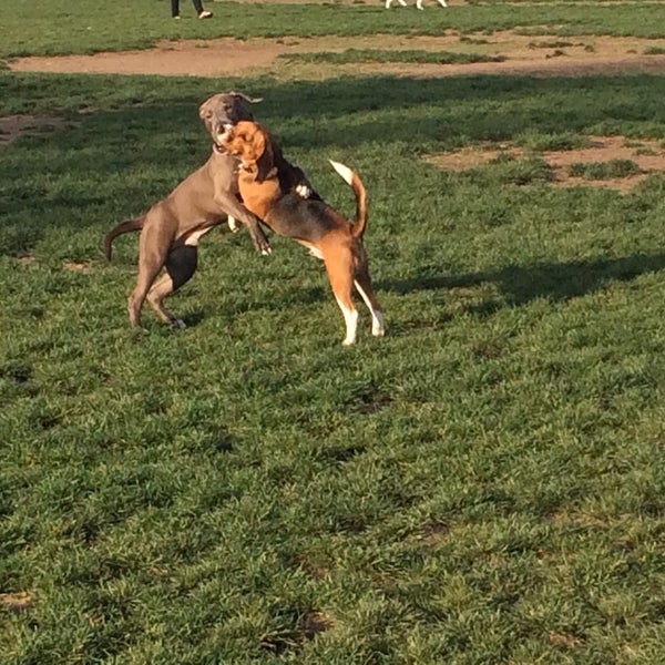 Photos at Orange Dog Park 23 tips from 560 visitors