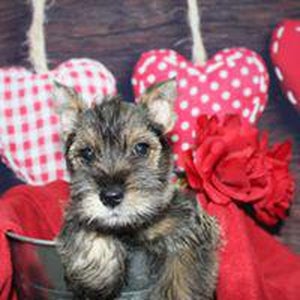 Pet City - 4 tips - Foursquare