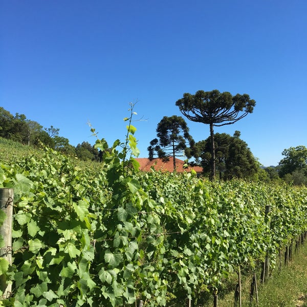 Vinícola Ravanello em Gramado (Rio Grande do Sul) - Mariana Viaja