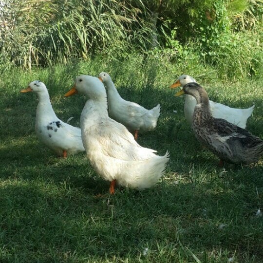 Ali Baba Nin Yeri Burhaniye Balikesir