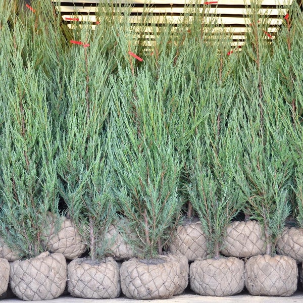 крымский селекционный центр «гавриш». гавриш крымск питомник. гавриш алексинский питомник. гавриш крымск питомник. питомник крымск.