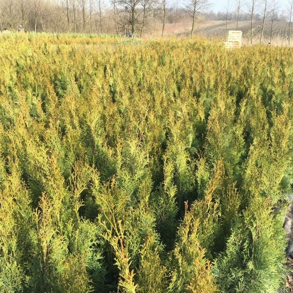 Гавриш центральная ул 2 д ботня фото Photos at питомник "Гавриш" - Garden Center