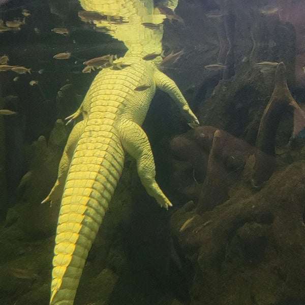 Photo taken at Claude the Albino Alligator by Eric C. on 6/19/2022