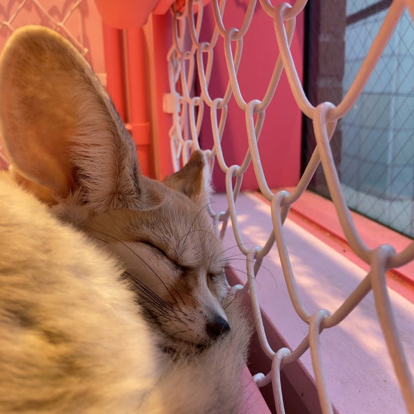 原宿かわいい動物園 原宿 0 Tips