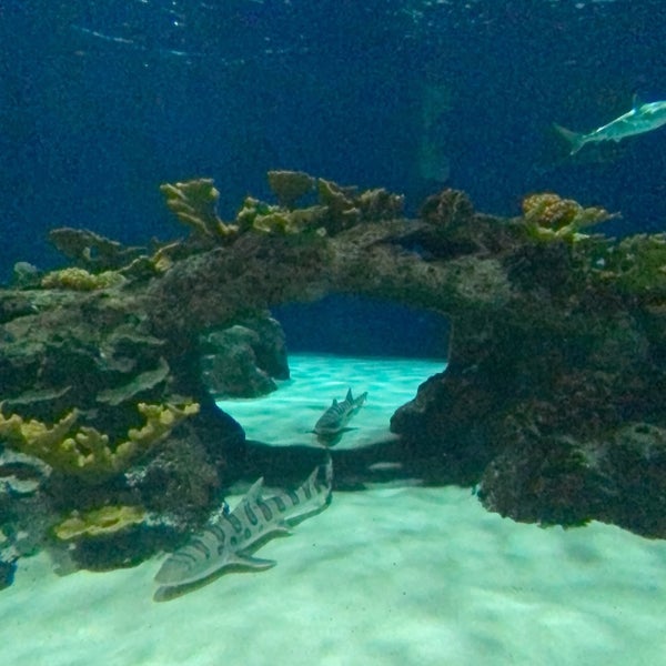 Photo prise au OdySea Aquarium par Inlo le3/17/2021