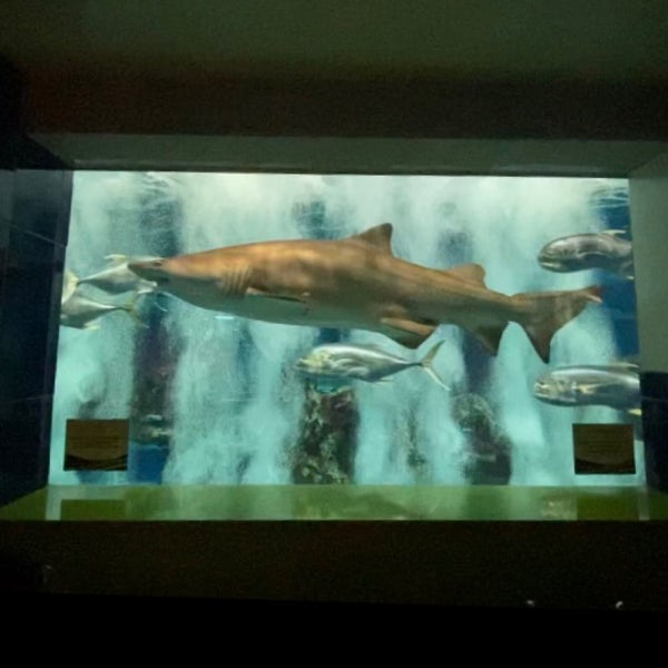 Foto tirada no(a) OdySea Aquarium por Inlo em 3/17/2021