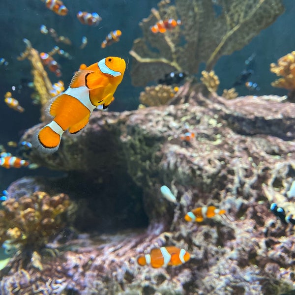 Das Foto wurde bei OdySea Aquarium von Inlo am 3/17/2021 aufgenommen