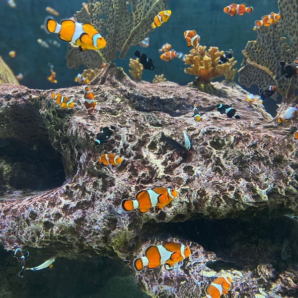 Das Foto wurde bei OdySea Aquarium von Inlo am 3/17/2021 aufgenommen