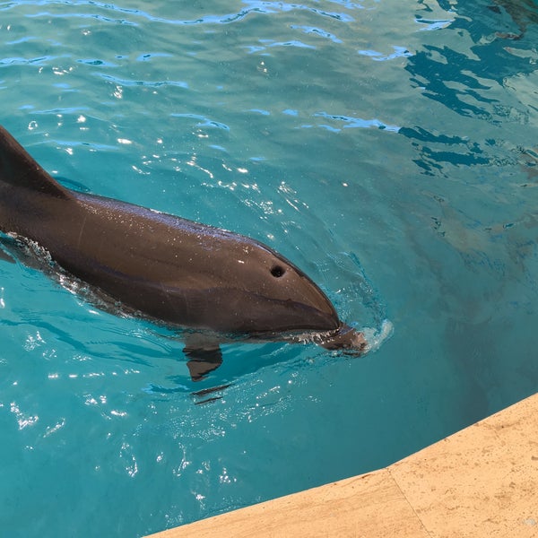 Das Foto wurde bei Antalya Aksu Dolphinarium von Mali am 6/13/2016 aufgenommen
