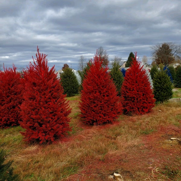 Das Foto wurde bei Wyckoff&#39;s Christmas Tree Farm von Lauren M. am 11/27/2021 aufgenommen